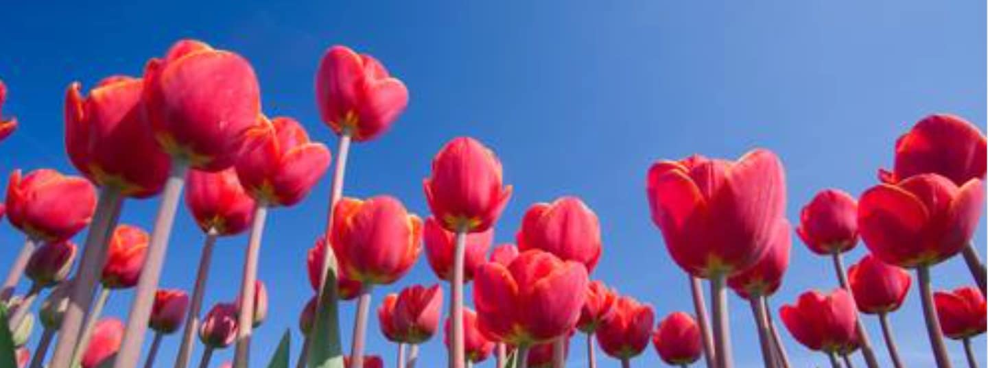 Tulpen als achtergrond bij de testamentvragenlijst